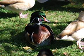 Carolina Wood Duck