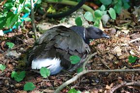 Incubating Pacific Brent