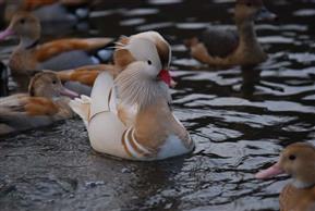 Sliver Mandarin Ducks 