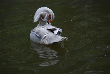 Silver Carolina Male