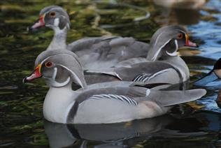 Silver Carolina Males