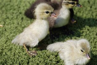 Silver Carolina Duckling