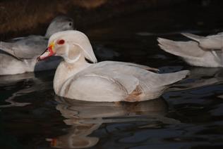 Platinum Carolina Male