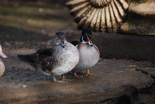 Blue Pastel Wood Duck